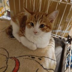 🐱生後2ヶ月の茶白3姉妹🐱
