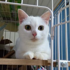 里親決まりました。奄美大島からきました。きれいな白猫女の子１歳くらい