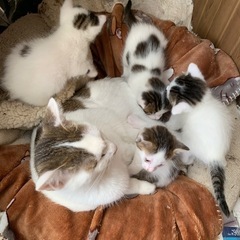 代理投稿　里親　里猫　募集　4匹産まれました