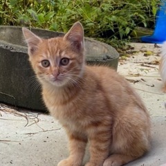 子猫探し　男の子