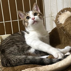 キジ白　オス　生後8ヶ月くらい - 里親募集