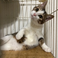 キジ白　オス　生後8ヶ月くらい - 猫