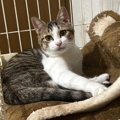 キジ白　オス　生後8ヶ月くらいの画像