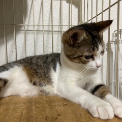キジ白　オス　生後8ヶ月くらい − 香川県