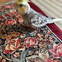 オカメインコを探しています！