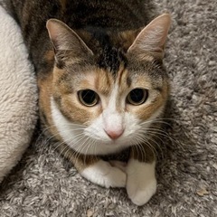 山口県周南市で三毛猫が迷子です