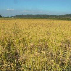 無農薬　稲わら　カット藁　家庭菜園　マルチ　土壌改良　プランター　野菜づくり　キャンプ　鰹のたたき　肥料ペット敷ワラの画像