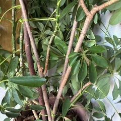 観葉植物 ホンコンカポックの画像