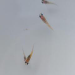 メダカ、めだか、三色メダカ