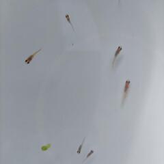 メダカ、めだか、三色メダカの画像