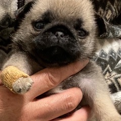 里親決まりました - 郡山市