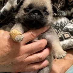 里親決まりました - 犬