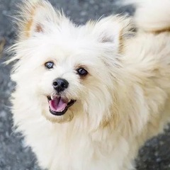 ペットと共に健康になろう‼️