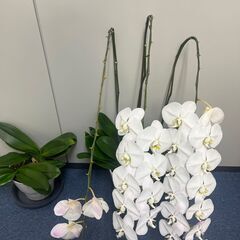 胡蝶蘭7鉢あります(一旦締め切ります)
