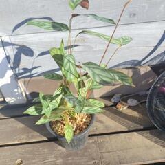 クテナンテ　セトサ　観葉植物　
