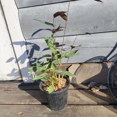 クテナンテ　セトサ　観葉植物　の画像