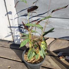 クテナンテ　セトサ　観葉植物　の画像