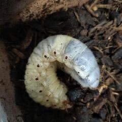 カブトムシの幼虫　1〜10匹　1匹50円
