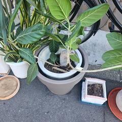 観葉植物譲ります。の画像