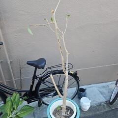 観葉植物譲ります。の画像