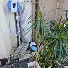 観葉植物譲ります。の画像
