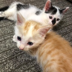 可愛い子猫を保護しました。助けて欲しいです🙇‍♀️