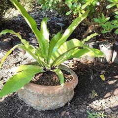 オオタニワタリ④
