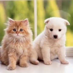 動物好き同士のお友達欲しい方へ
