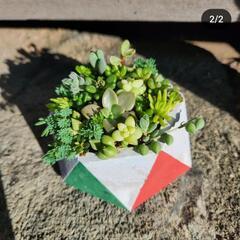 【取引中】多肉植物植物🎅寄せ植え
