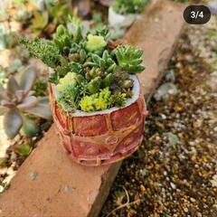 多肉植物寄せ植え🛺