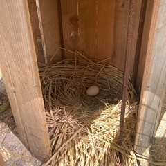 小屋　鶏小屋　一式 の画像