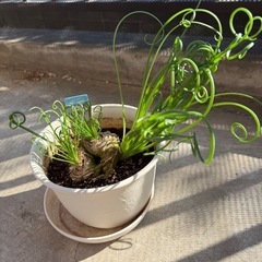 ケープスター　植物