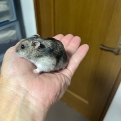 ジャンガリアンハムスター