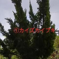 🪴植物３点セット🪴3Mカイズカイブキ、ラン、ランタナ（容器ごと）...