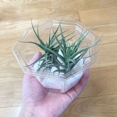 エアープランツ2つ