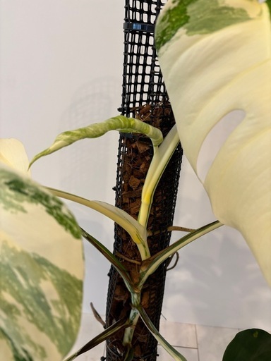 モンステラ　ボルシギアナ　ホワイトタイガー　観葉植物