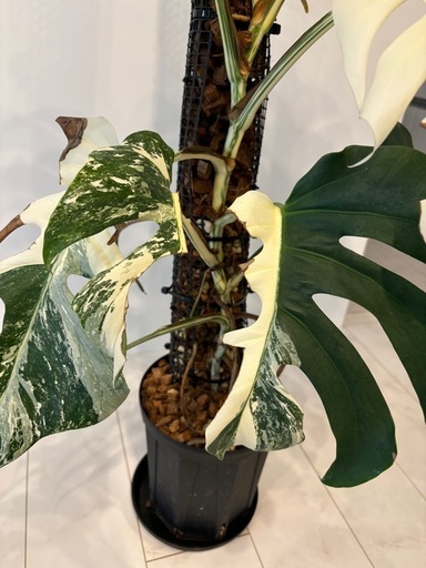 モンステラ　ボルシギアナ　ホワイトタイガー　観葉植物