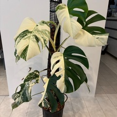 モンステラ ボルシギアナ ホワイトタイガー 観葉植物