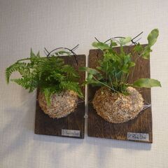 着生シダ植物 板付け2点セット(フレボディウム、ダバリア)