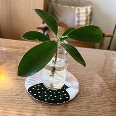 ガジュマル 根つき苗🌱　水挿し