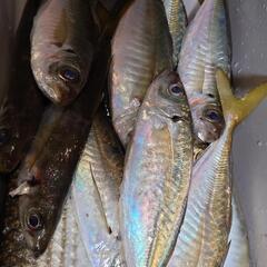 釣り🎣行きませんか？