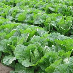 寮完備/愛知県 豊田市 農業デビューの画像