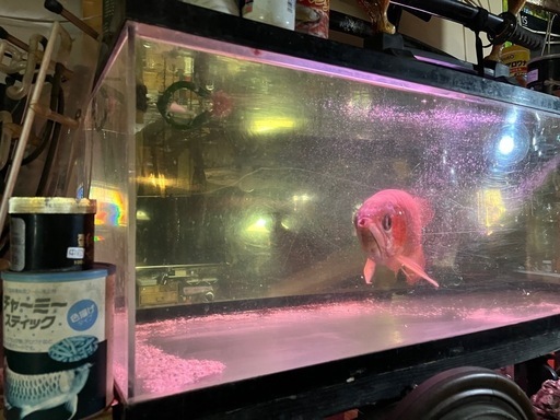アクリル水槽、120x 60x45、大型水槽、120アクリル水槽、アロワナ水槽
