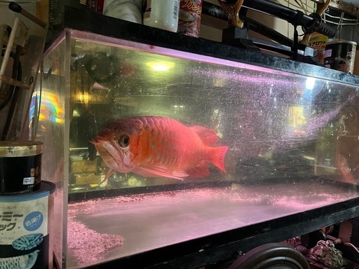 アクリル水槽、120x 60x45、大型水槽、120アクリル水槽、アロワナ水槽