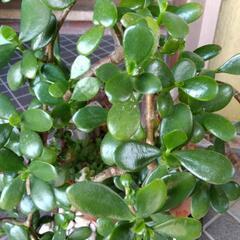 金のなる木と素鉢の画像