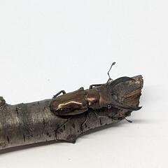 【ペア】メタリフェルホソアカクワガタ　個体識別番号07
