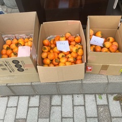【取りに来れる方限定】渋柿お譲りします