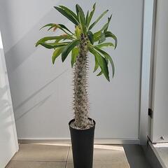 【多肉植物(塊根植物)】パキポディウム・ラメリーvar.ラモサム