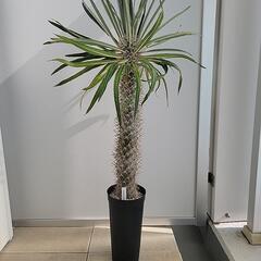 【多肉植物(塊根植物)】パキポディウム・ミケア