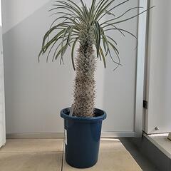 【多肉植物(塊根植物)】パキポディウム・ゲアイー